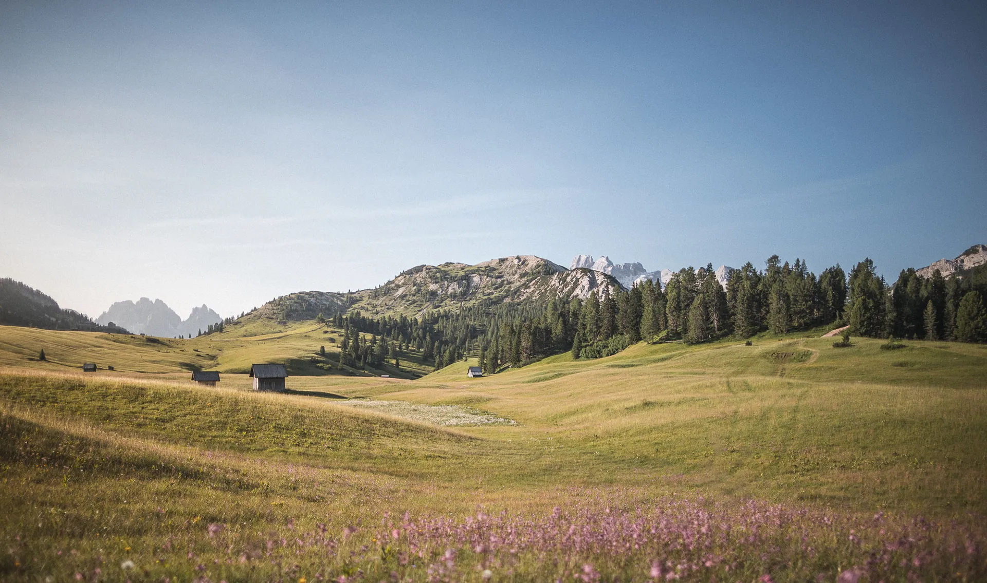 Plätzwiese im Sommer